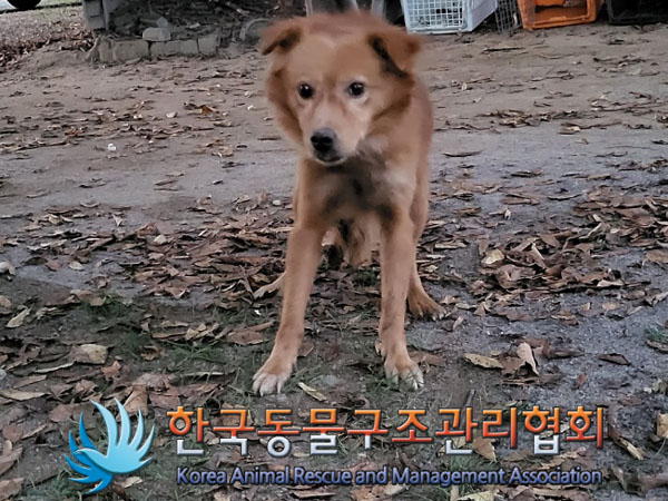 종료(안락사) 믹스…