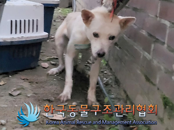 종료(안락사) 믹스…