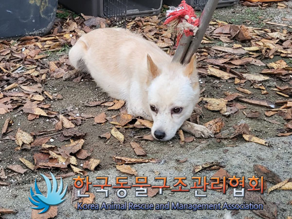 한국동물구조관리협회_441560202301187