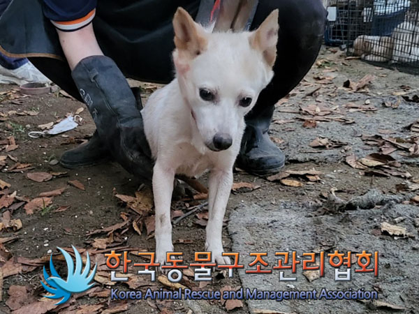 한국동물구조관리협회_441560202301214