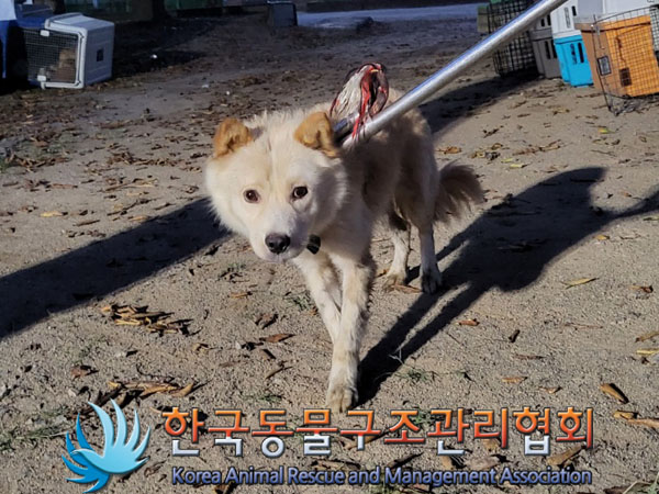 한국동물구조관리협회_441560202301225