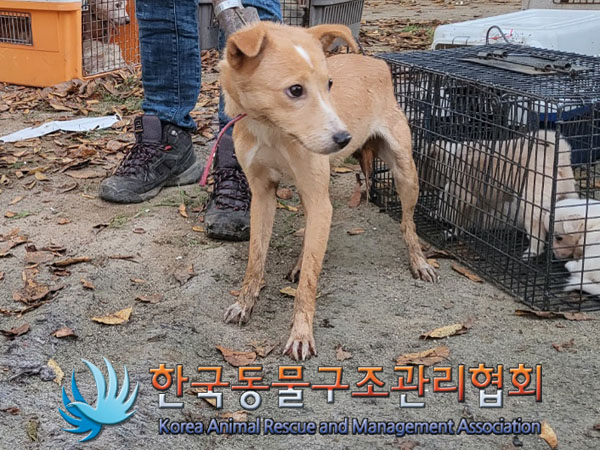 종료(안락사) 믹스…