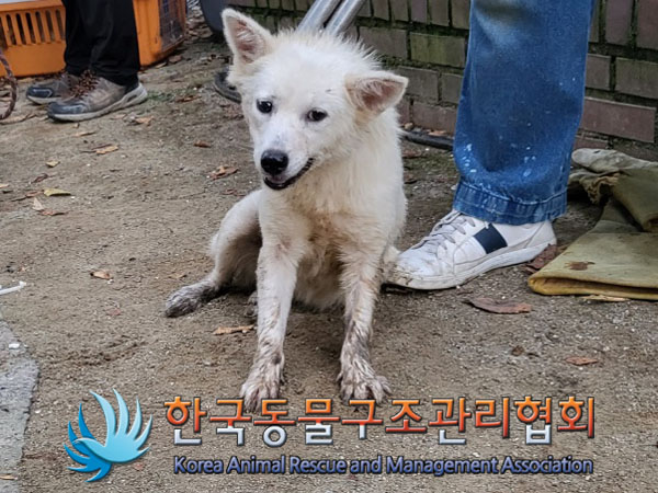 한국동물구조관리협회_441560202301194