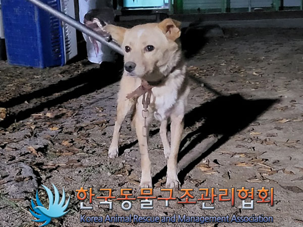 종료(안락사) 믹스…