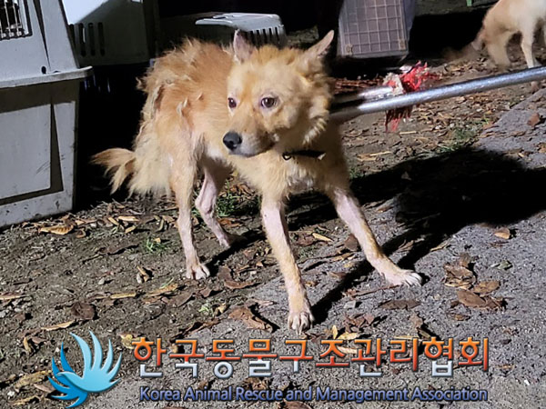종료(안락사) 믹스…