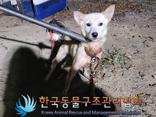 종료(입양) 믹스견…