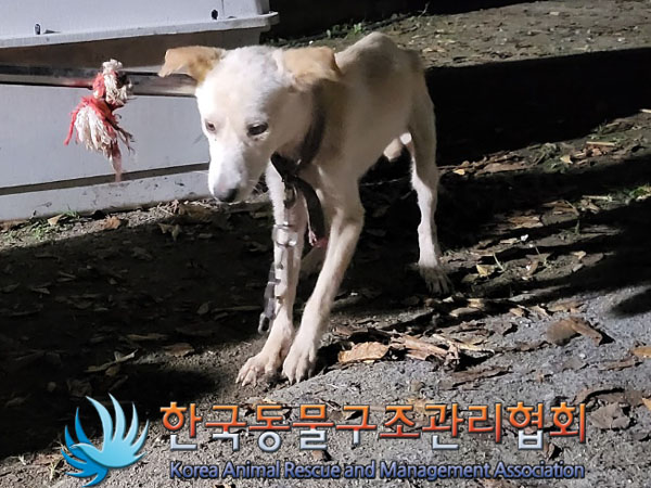 종료(안락사) 믹스…