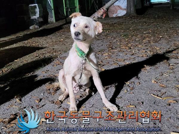 종료(안락사) 믹스…