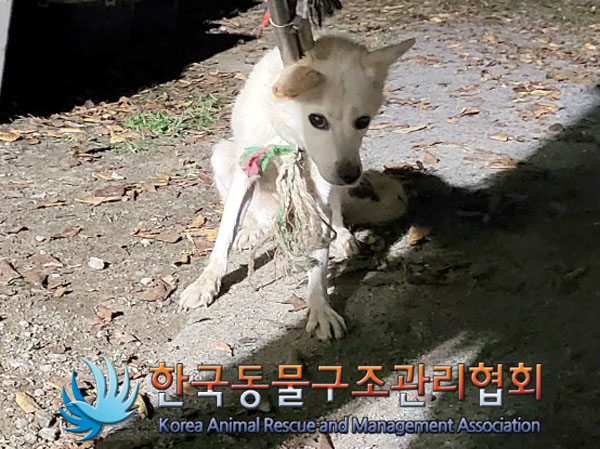 종료(입양) 믹스견…