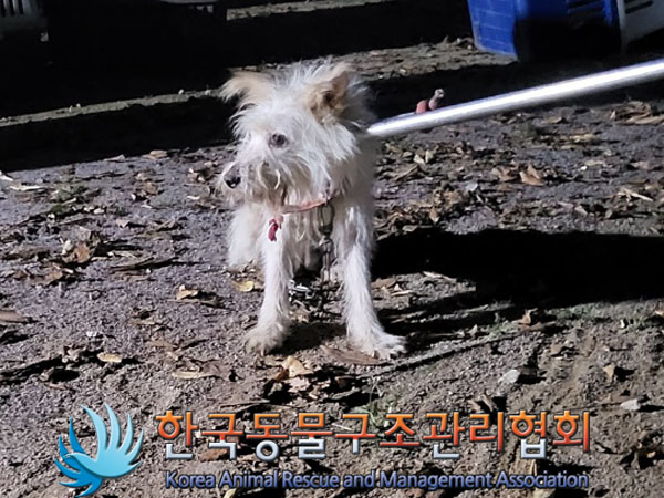 종료(입양) 믹스견…