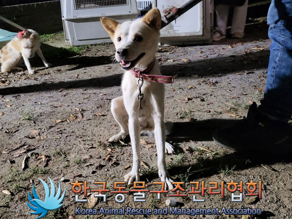 종료(안락사) 믹스…