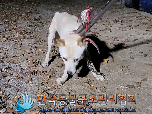 한국동물구조관리협회_441560202301265