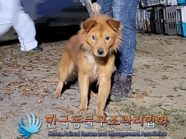 종료(자연사) 믹스…