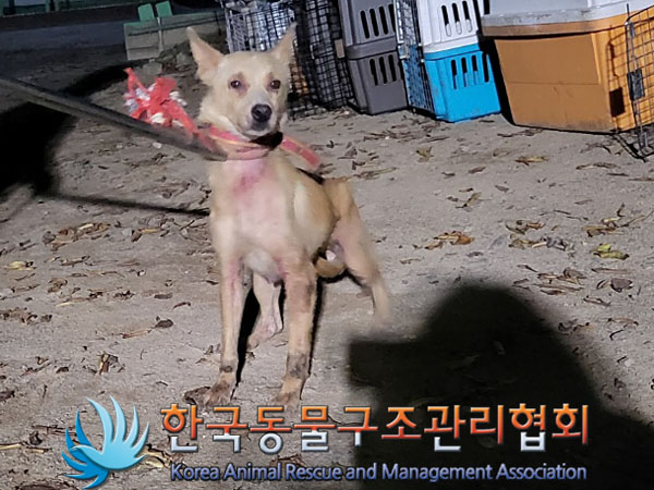 종료(안락사) 믹스…