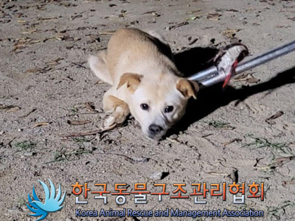 종료(안락사) 믹스…