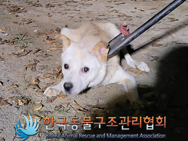종료(안락사) 믹스…