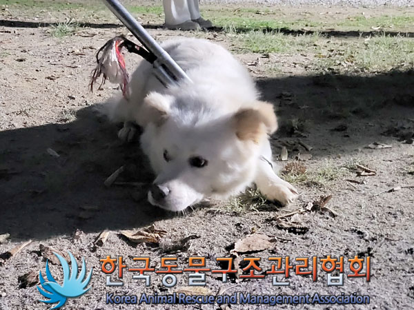 종료(안락사) 믹스…