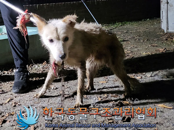 종료(안락사) 믹스…