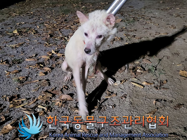종료(안락사) 믹스…