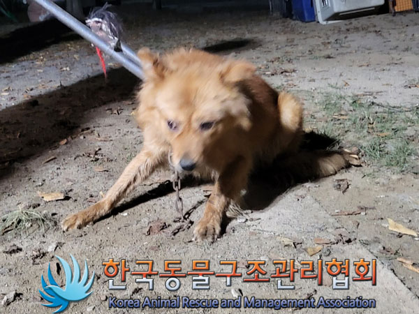 한국동물구조관리협회_441560202301272