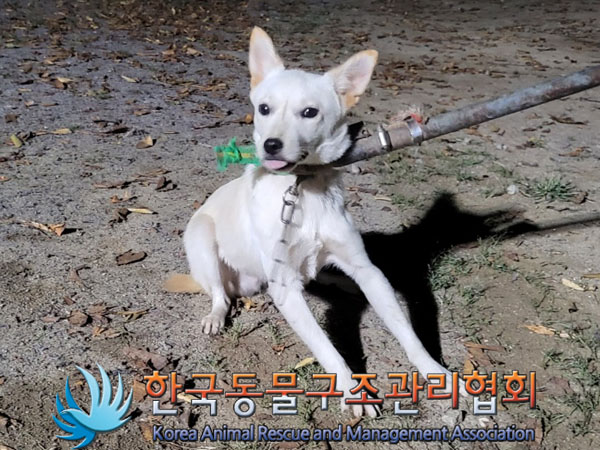 종료(입양) 믹스견…