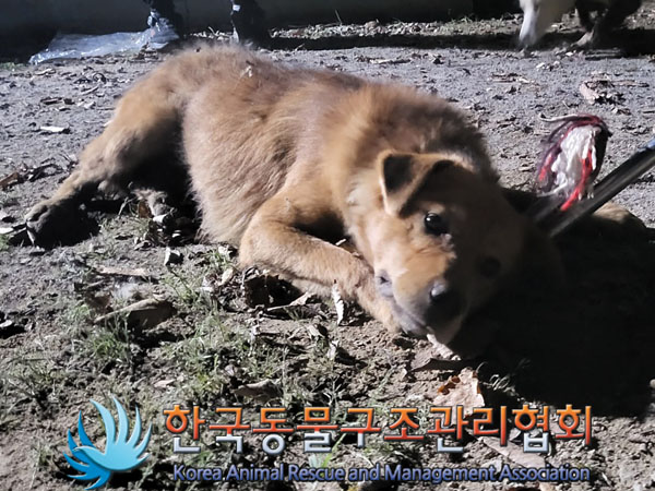한국동물구조관리협회_441560202301269