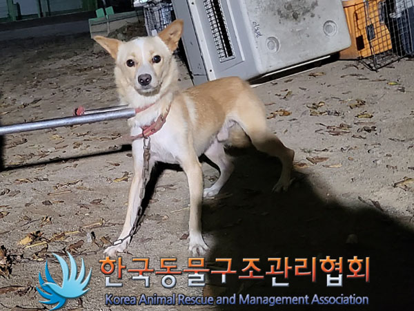 종료(안락사) 믹스…