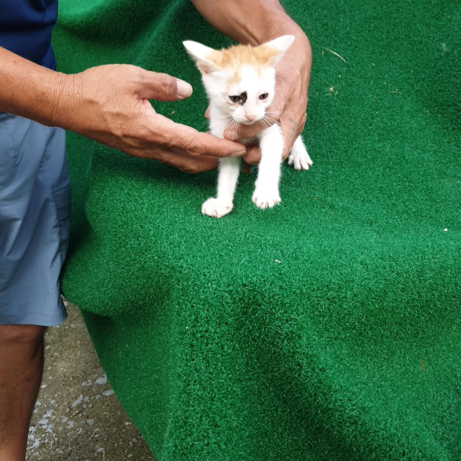 보호중 한국 고양이…