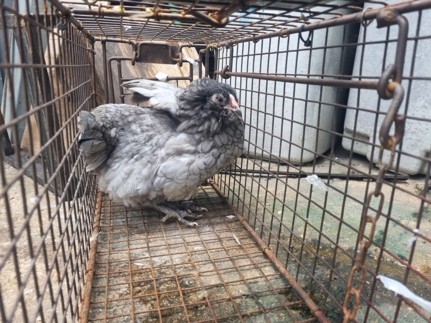프렌즈동물병원_445464202303195