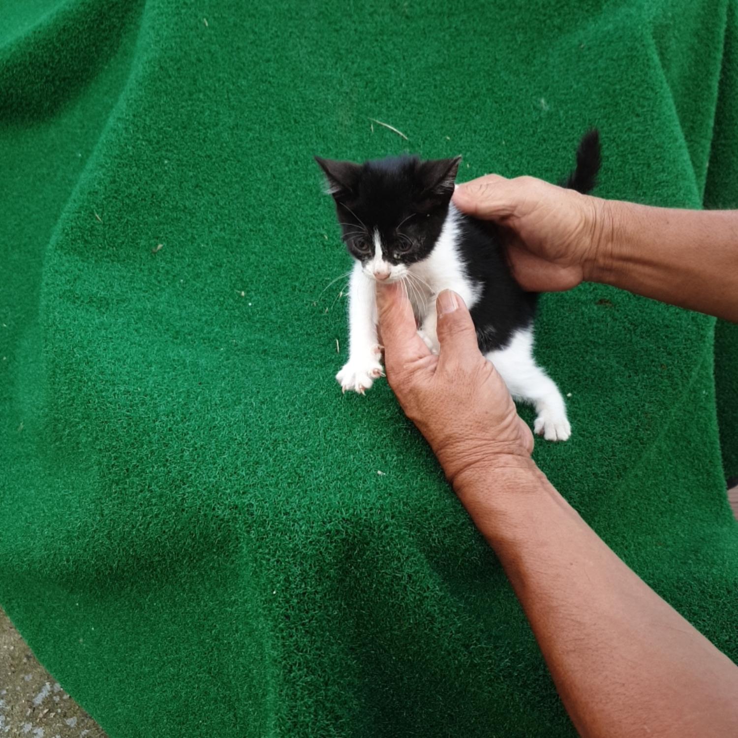 보호중 한국 고양이…