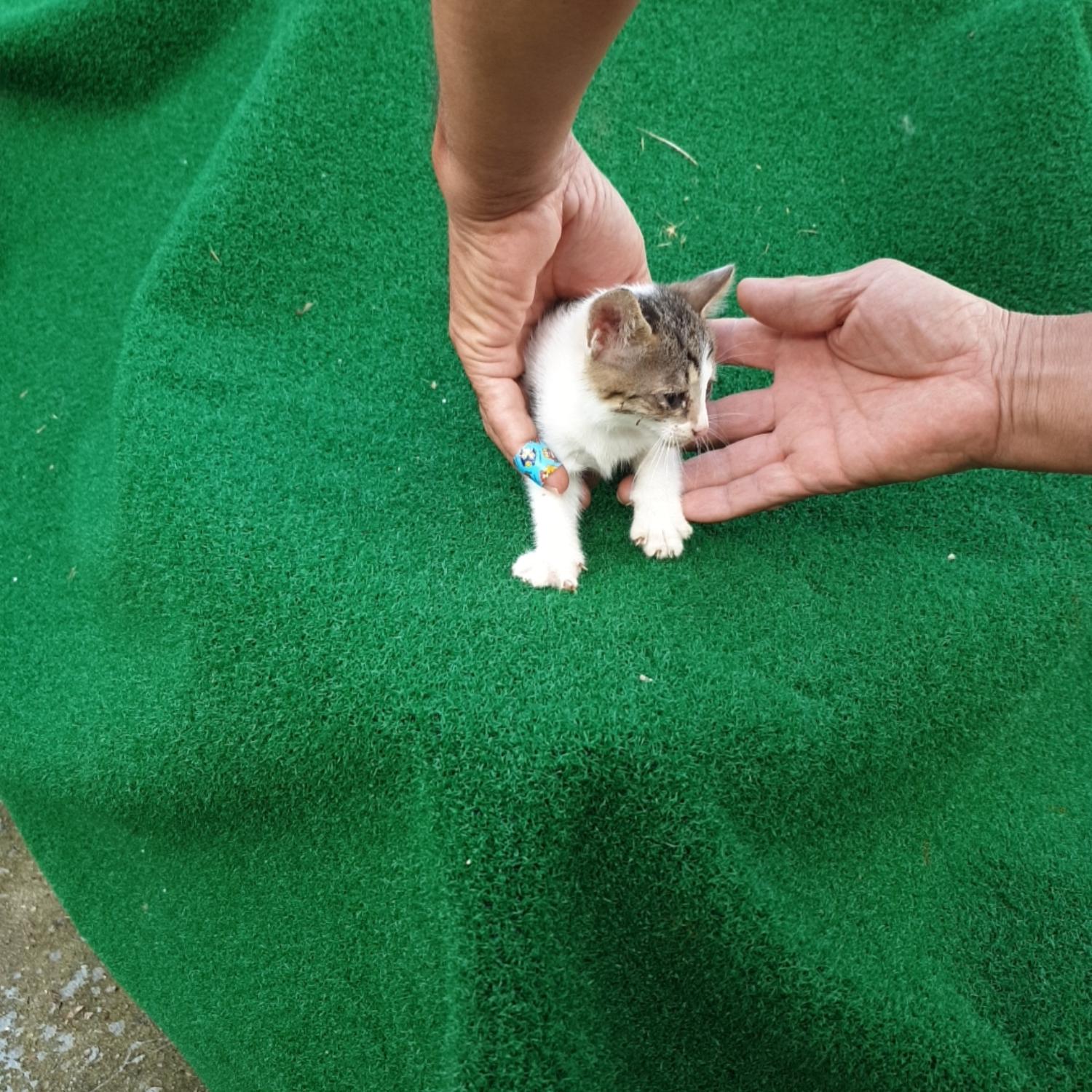 보호중 한국 고양이…