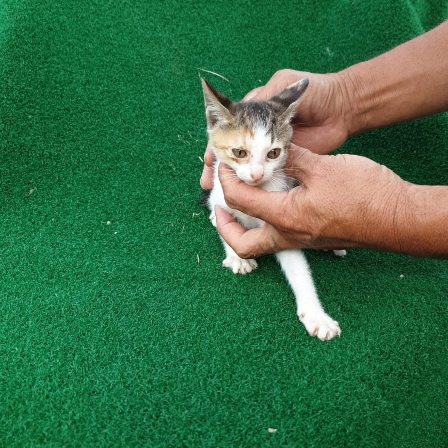 보호중 한국 고양이…