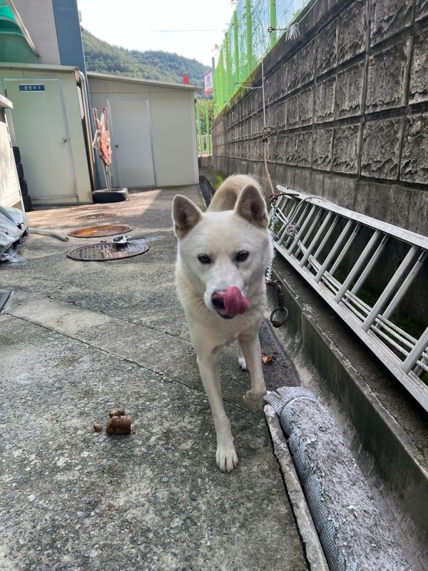 칠곡유기동물보호센터_447522202300207