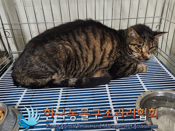 한국동물구조관리협회_441559202300949
