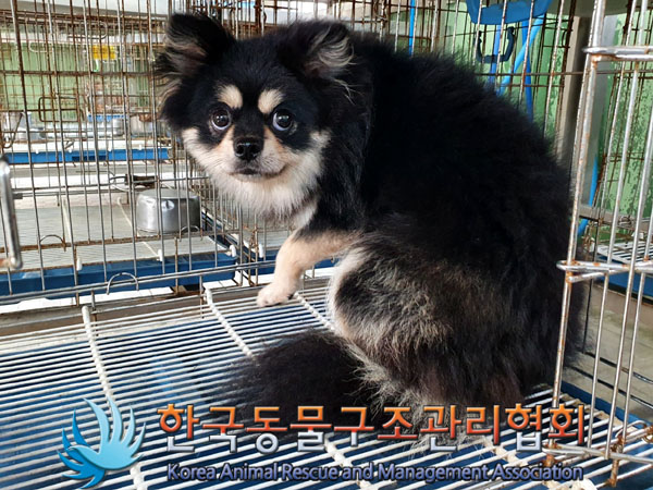 한국동물구조관리협회_441382202300642