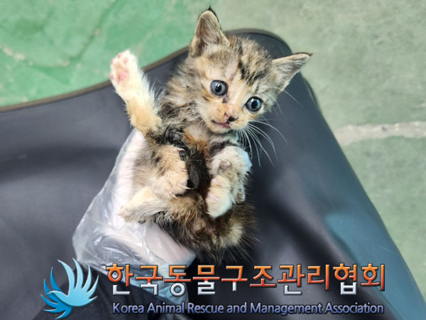 종료(자연사) 한국…