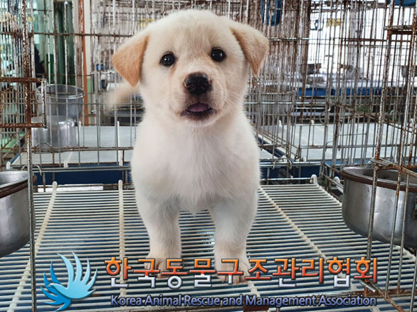 한국동물구조관리협회_441559202300942