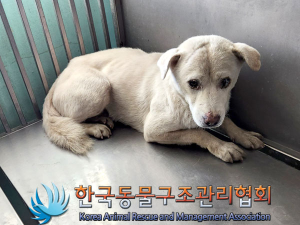종료(안락사) 믹스…