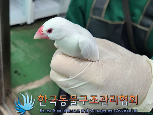 종료(자연사) 문조…