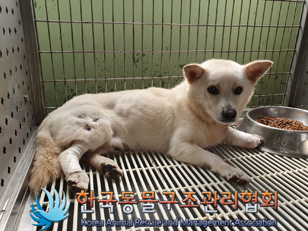 한국동물구조관리협회_441392202300194