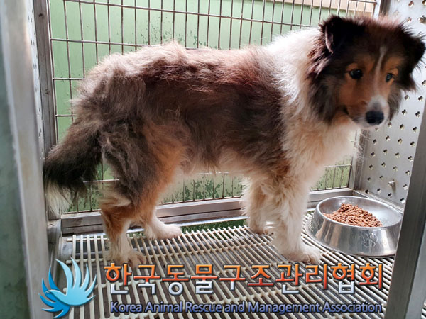 한국동물구조관리협회_441406202301366