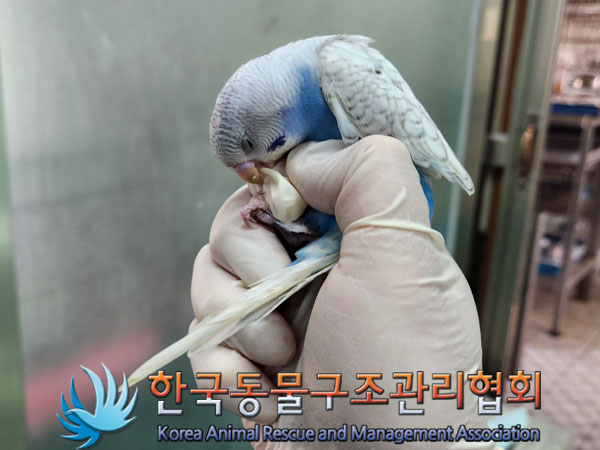 종료(자연사) 앵무…