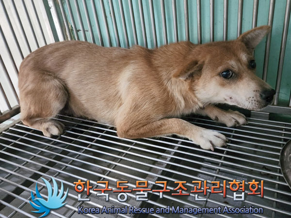 한국동물구조관리협회_441414202300720