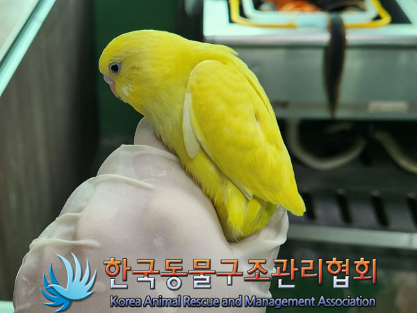 종료(자연사) 앵무…