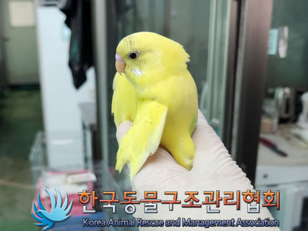 보호중 앵무새의 가…
