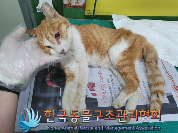 한국동물구조관리협회_441406202301365