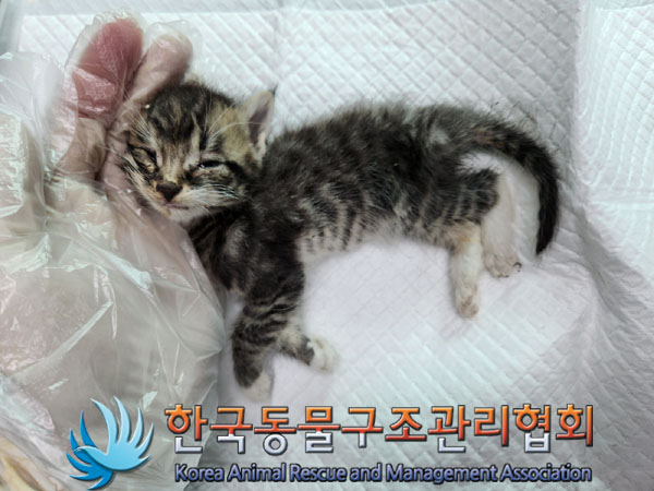 한국동물구조관리협회_441414202300723