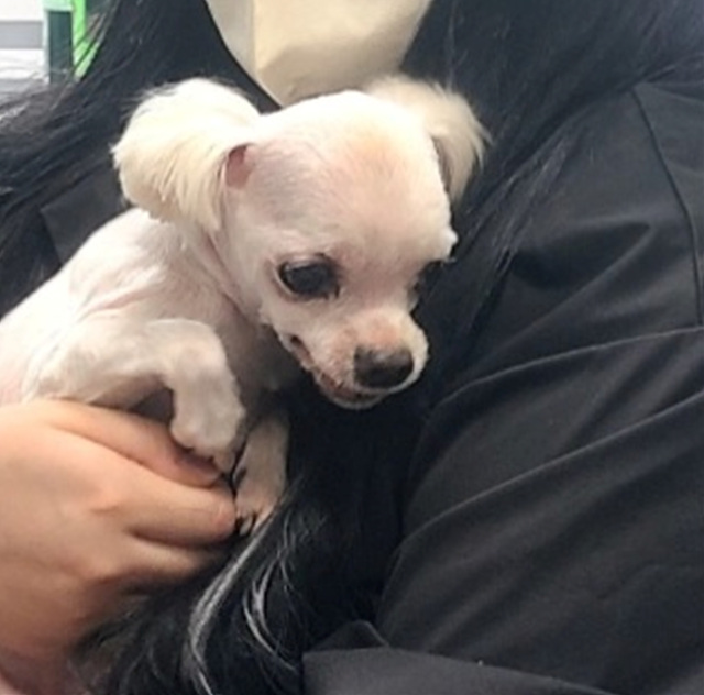 삼산종합동물병원_428354202301343