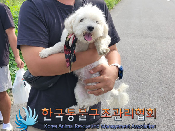 종료(반환) 말티즈…