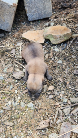 익산유기동물보호소_445468202301844